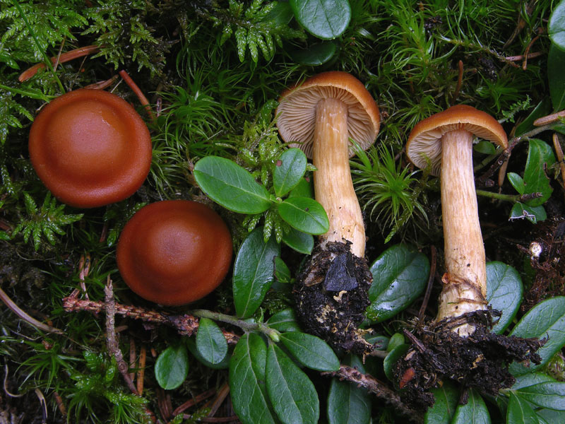 Cortinarius renidens da confermare. (cfr. C. armeniacus)